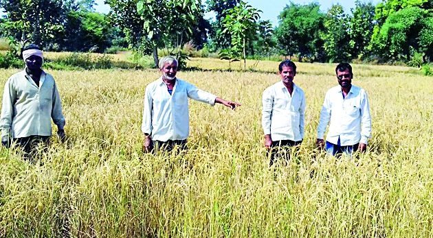 The cultivation of rice in the drought season | दुष्काळात पिकविली धानाची शेती