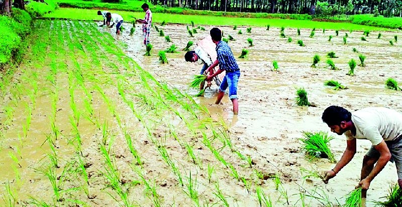 In the district only 21% can be planted | जिल्ह्यात केवळ २१ टक्केच रोवणी