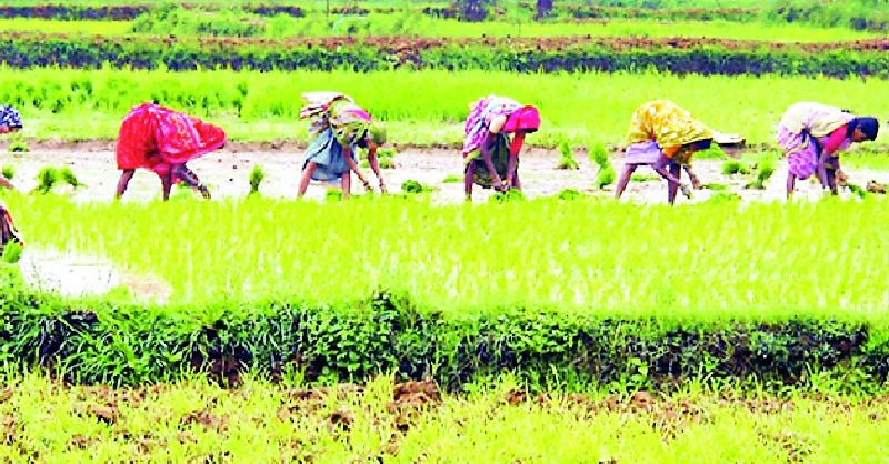 In the district, 3 percent of the sowing was done | जिल्ह्यात ८५ टक्के रोवणी आटोपली