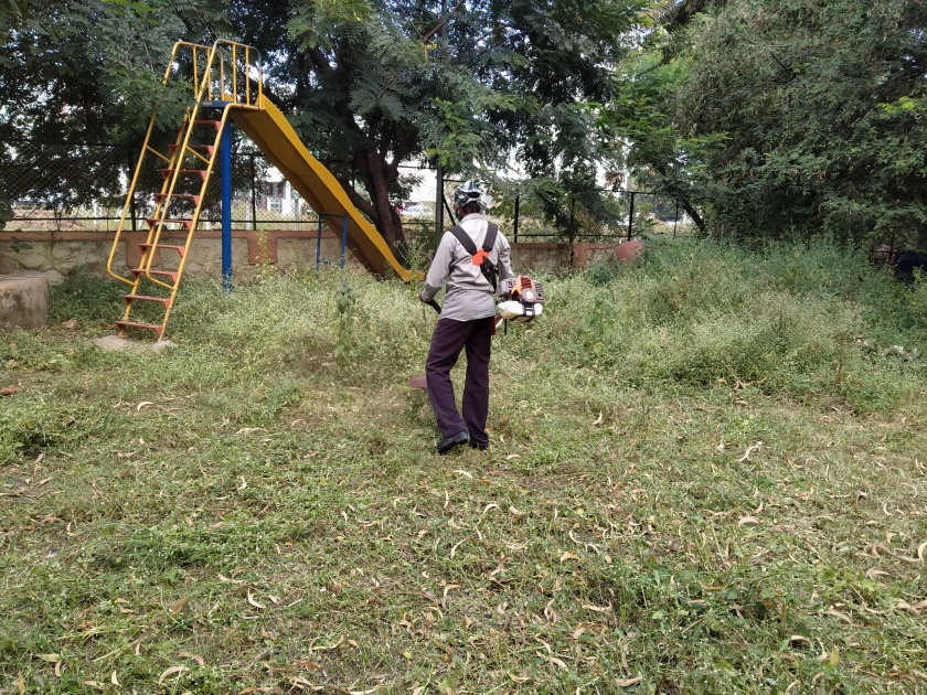Corporator Dr. Deepali Kulkarni started removing carrot grass at her own cost | नगरसेवक डॉ दीपाली कुलकर्णी यांनी स्वखर्चाने गाजर गवत काढण्यास सुरुवात केली
