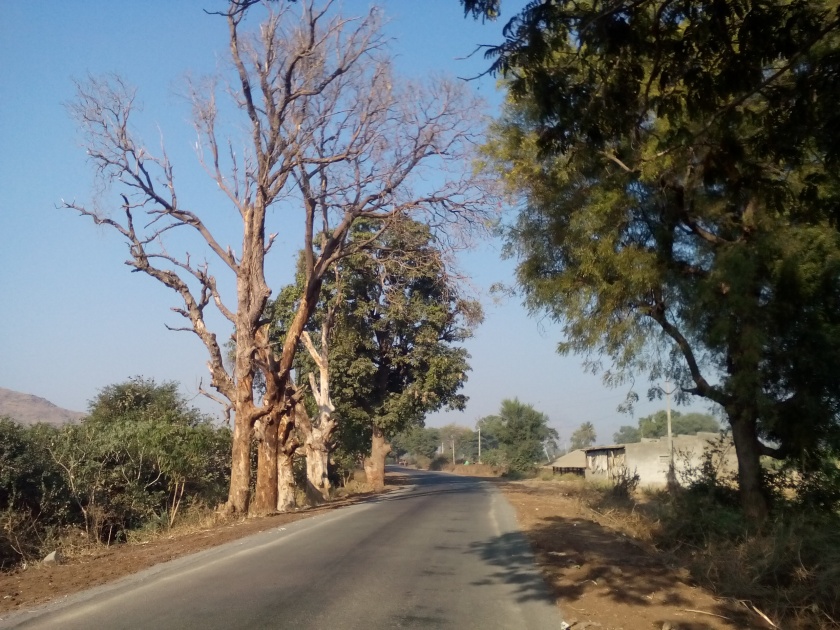  Dangerous trees on the streets of Tahrabad | ताहाराबाद रस्त्यावर धोकेदायक झाडे