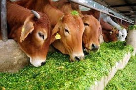Jalna district has 34% livestock count | जालना जिल्ह्यात ३४ टक्केच पशुगणना