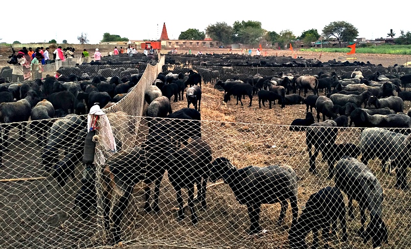 Crowd for Balmama's sheep | बाळूमामाच्या मेंढ्या दर्शनासाठी गर्दी