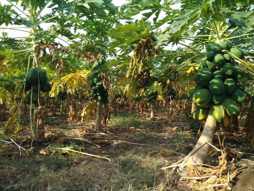 Happily lower papaya farming on the water | सुखापुरीत कमी पाण्यावर फुलविली पपईची शेती