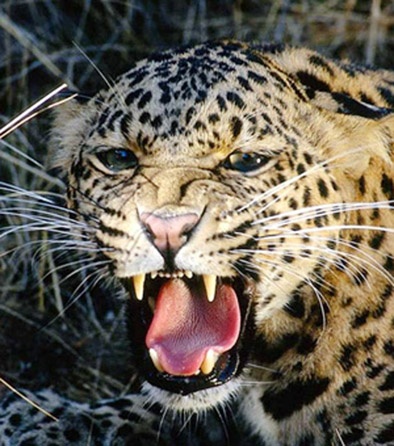 Forest department could not trap leopard | वन विभागाच्या हातावर तुरी देऊन बिबट्या शेतात पसार !