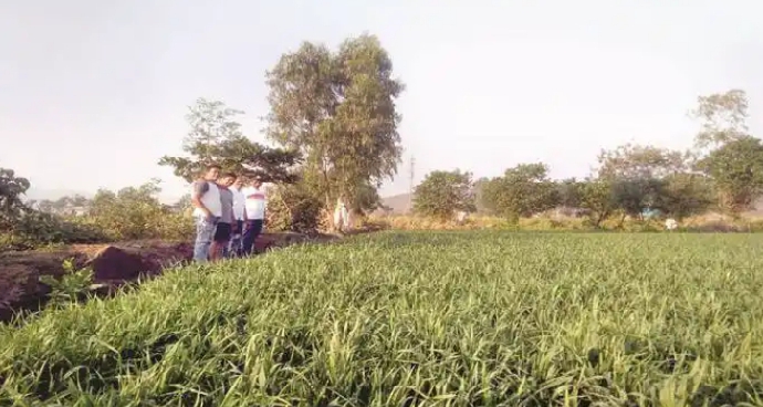 Wheat crop flourishes in rice fields | तांदळाच्या आगारात गव्हाचे पीक जोमात
