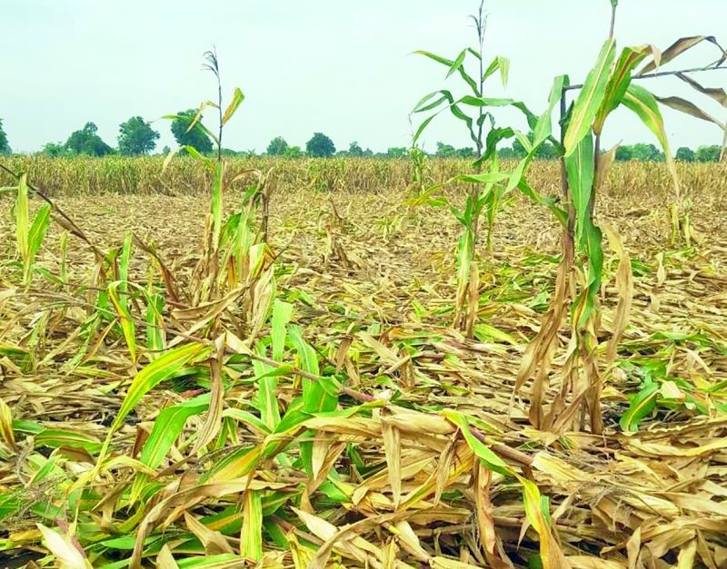Damage to crops on ten thousand hectares due to heavy rains | अतिवृष्टीमुळे दहा हजार हेक्टरवरील पिकांचे नुकसान