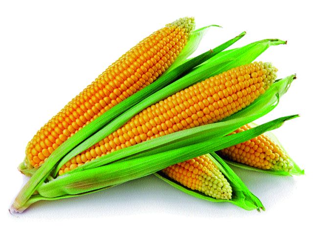  Demand for making difference to maize registration holders | मका नोंदणीधारकांना फरक देण्याची मागणी