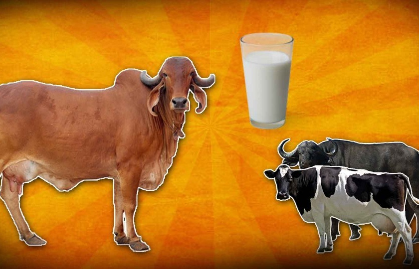 Milk business in crisis due to rising milk prices | दुधाळ जनावरांच्या किमती वाढल्याने दुग्ध व्यवसाय संकटात