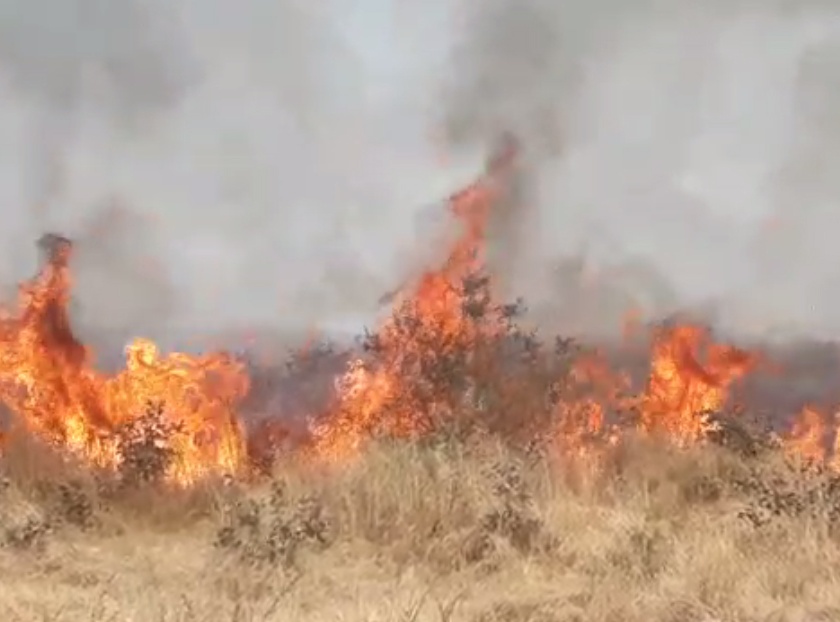 Fire again in Gorewada forest in Nagpur | नागपूरच्या गोरेवाडा जंगलात पुन्हा भीषण आग