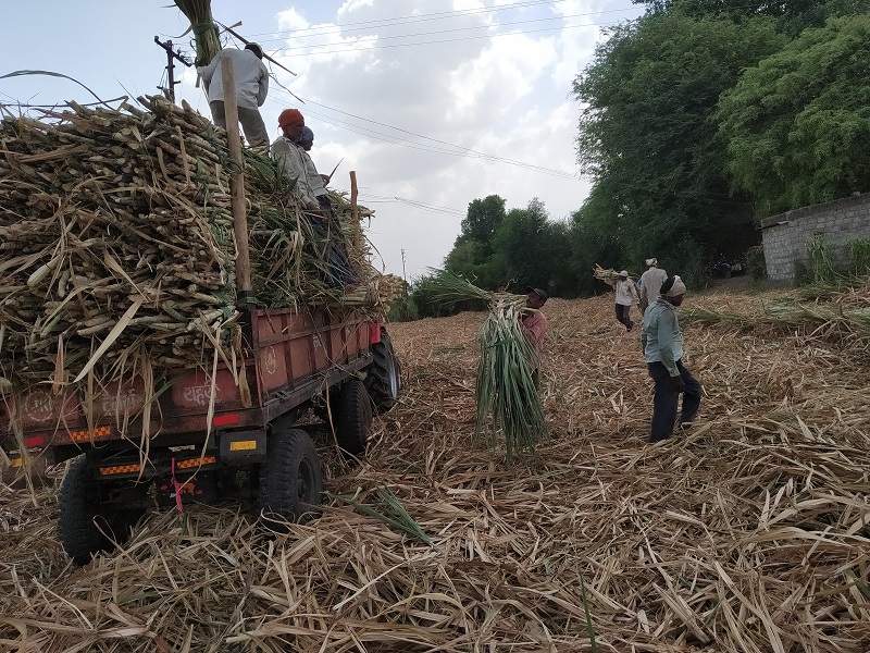 Use of sugarcane has increased due to cattle consumption | जनावरांच्या चा-यासाठी उसाचा वापर वाढला