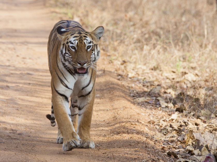 Although Gujarat's Tiger dominates the country, the glory of displaying tigers in Gujarat is only in Khandesh | गुजरातच्या ‘वाघा’चे देशावर अधिराज्य असले तरी, गुजरातला वाघांचे दर्शन घडवण्याचे वैभव फक्त खान्देशातच