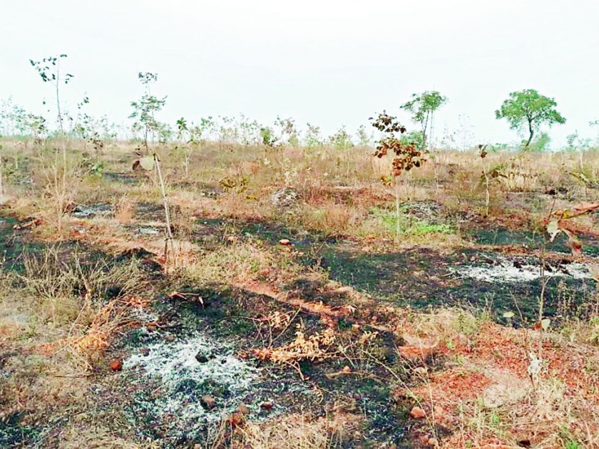  The trees burned again on the hill of Ambarshi | अंबर्षी टेकडीवर झाडे पुन्हा जाळली