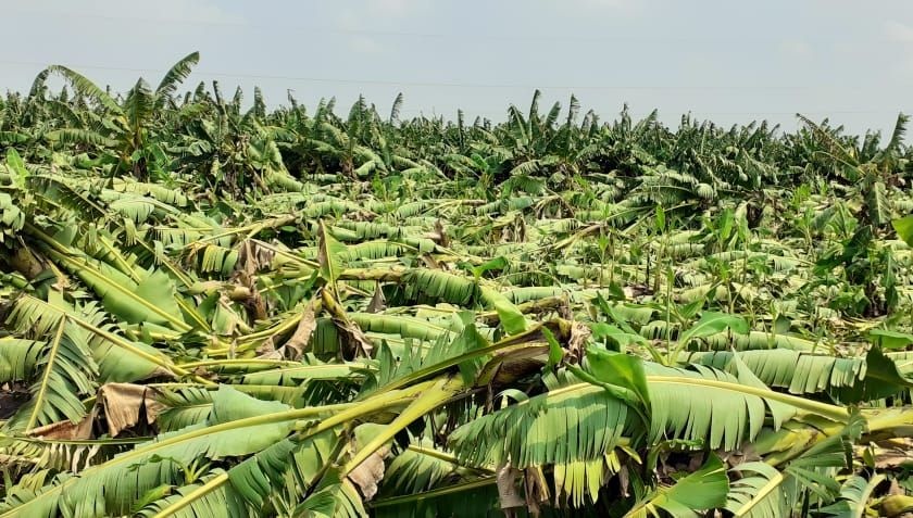 417.4 hectares of bananas affected in 30 villages in Raver taluka | रावेर तालुक्यात ३० गावातील ४१७.४ हेक्टर केळी बाधित
