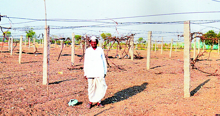 Hurting due to grape Drought | जतचा द्राक्षबागायतदार दुष्काळामुळे हवालदिल