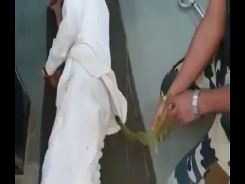 Sleeping person shifts to the shirt: District Hospital incident | झोपलेल्या व्यक्तीच्या शर्टात घुसला साप : जिल्हा रुग्णालयातील घटना