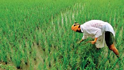 Heavy rains bring relief to paddy farming | मुसळधार पावसामुळे भात शेतीला दिलासा
