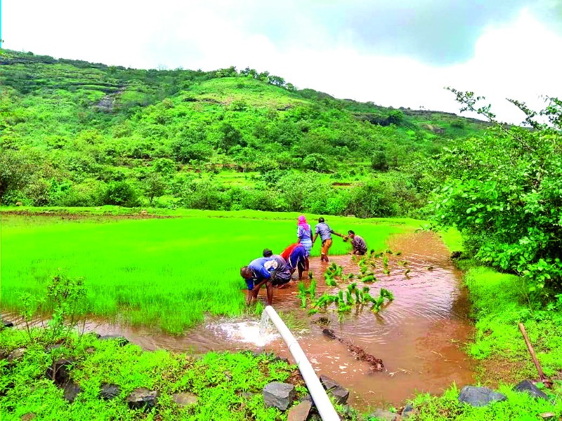 Bhat lagavad crisis in west of Ambegaon taluka area | आंबेगाव तालुक्याच्या पश्चिम भागातील भातलागवड संकटात