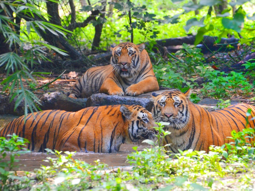 Parth, sarthak are very naughty but the aakash is calm; pune katraj zoo park tiger baby second birthday | पार्थ, सार्थक मस्तीखोर तर आकाश शांत; पुण्यातील बछड्यांची भन्नाट 'दुनियादारी'