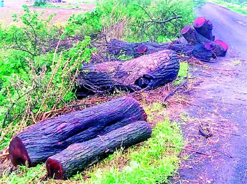  Slaughter of 40 trees on Khadki-Kinnhama road | खडकी-किन्हाळा रस्त्यावरील ४० झाडांची कत्तल