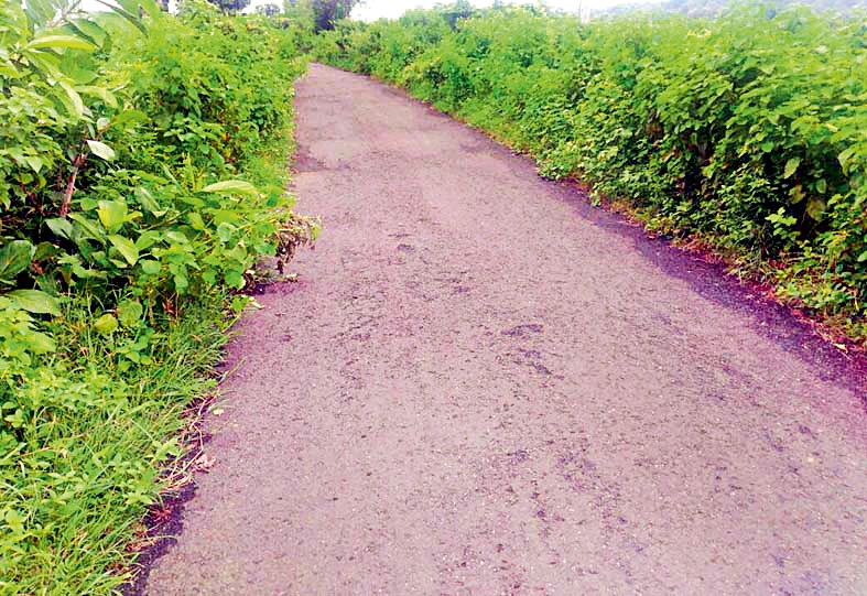 Bundle of goahda-salai (Peewalt) road | गोहदा-सालई (पेवठ) रस्त्याला झुडपांचा विळखा