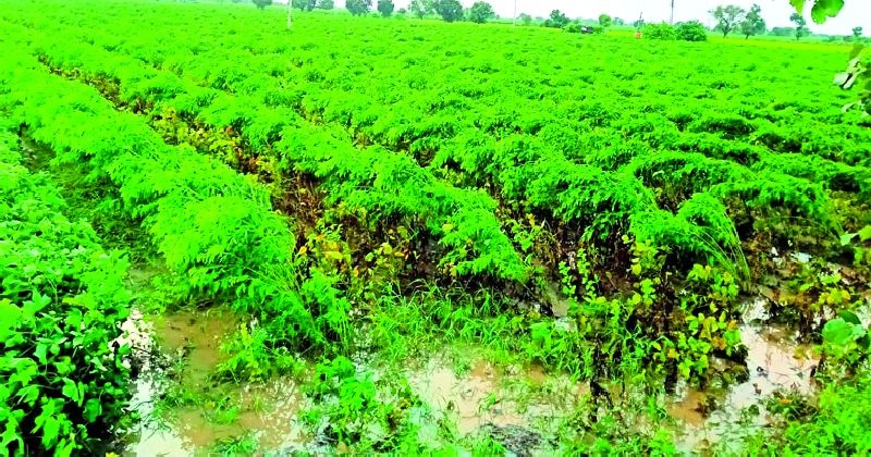 The production of tur, cotton and soybean is likely to decline this year | यंदा तूर, कपाशी, सोयाबीनच्या उत्पादनात घट येण्याची शक्यता