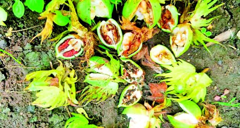 Outbreak of bollworm in Wani sub-division | वणी उपविभागात बोंडअळीचा उद्रेक