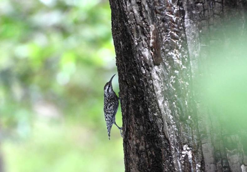 Rare 'Creeper' bird recorded at Pandharkavada in Yavatmal district | दुर्मिळ ‘क्रिपर’ पक्ष्याची यवतमाळ जिल्ह्यातील पांढरकवडा येथे नोंद