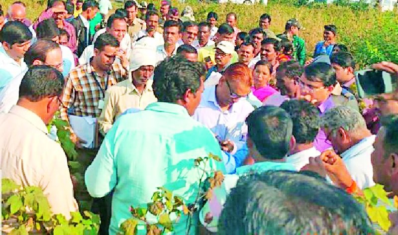 Farmers' outcry shows rotten crop | सडलेले पीक दाखवत शेतकऱ्यांचा आक्रोश