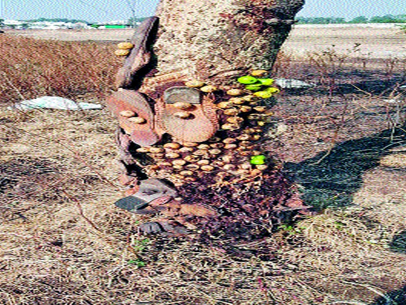 Victory of superstition tree near Pingulbagh colony of Wadalagav | वडाळागावातील पिंगुळबाग वसाहतीजवळ अंधश्रद्धेपोटी वृक्षाचा बळी