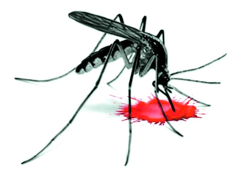 The scourge of dengue in the city of Karanja; Possibility of over nine hundred patients | कारंजा शहरात डेंग्यूचा कहर; नऊशेवर रुग्णसंख्या असण्याची शक्यता
