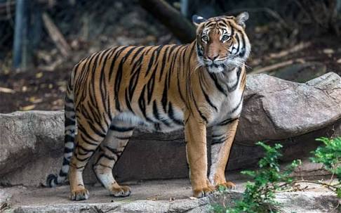 'Nandini' female tiger passed away from Rajiv Gandhi Zoo in Katraj..! | कात्रजच्या राजीव गांधी प्राणी संग्रहालयातील 'नंदिनी' वाघिणीने घेतला अखेरचा श्वास