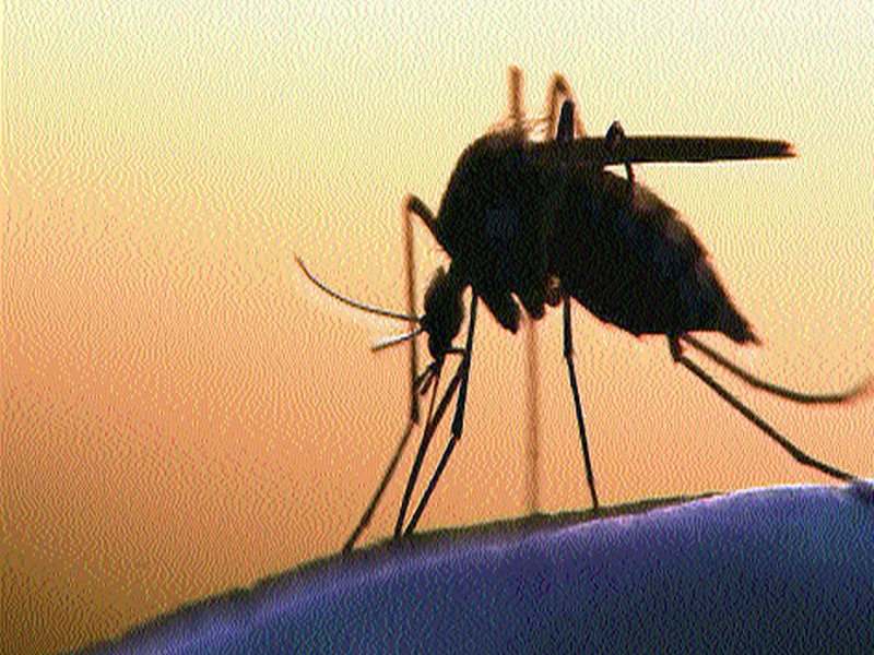  Dengue outbreak rages in city | शहरात डेंग्यूचा वाढला प्रकोप