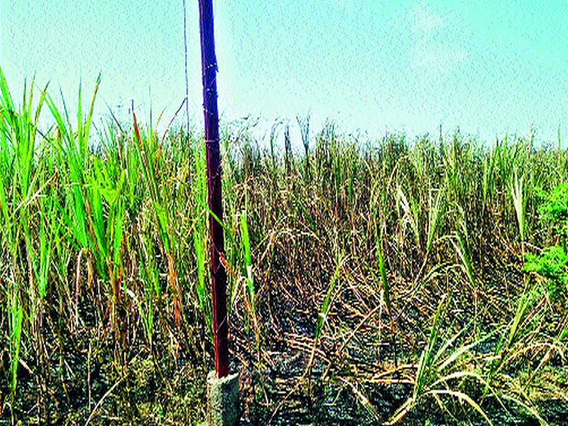  Five acres of sugarcane in Lakhmapur | लखमापूरला पाच एकर ऊस खाक
