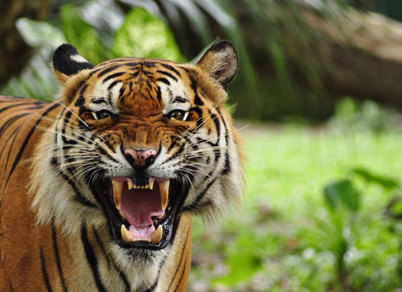 Future of man eater Tigress is in the hands of Forest Department | नरभक्षक वाघिणीचे भविष्य वन विभागाच्या हातात