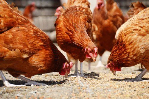 Bird flu spoils poultry farmers' finances | बर्ड फ्लूने बिघडविले पोल्ट्रीधारकांचे अर्थकारण