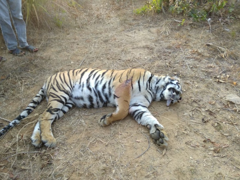 The dead body of a tiger found in Sindevahi forest reserve of Chandrapur | चंद्रपूरच्या सिंदेवाही वनपरिक्षेत्रात आढळला पट्टेदार वाघिणीचा मृतदेह
