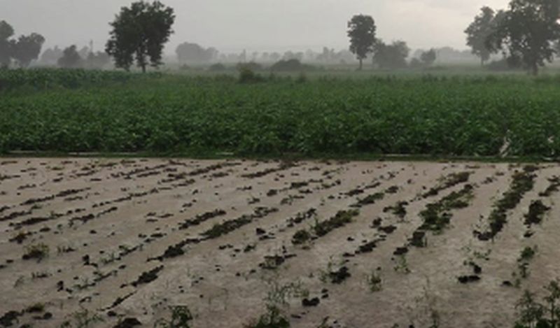 Heavy rain in Dhule, Ner, Mhasdi area | धुळे, नेर, म्हसदी परिसरात जोरदार पाऊस