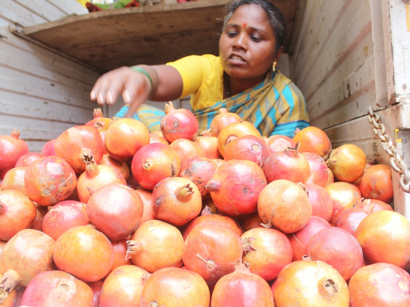 Totapuri, pomegranates increase in arrivals, fenugreek and cottifrine price: Cereal market cool | तोतापुरी, डाळिंबांची आवक वाढली, मेथी, कोथिंबिरीचा दर चढाच