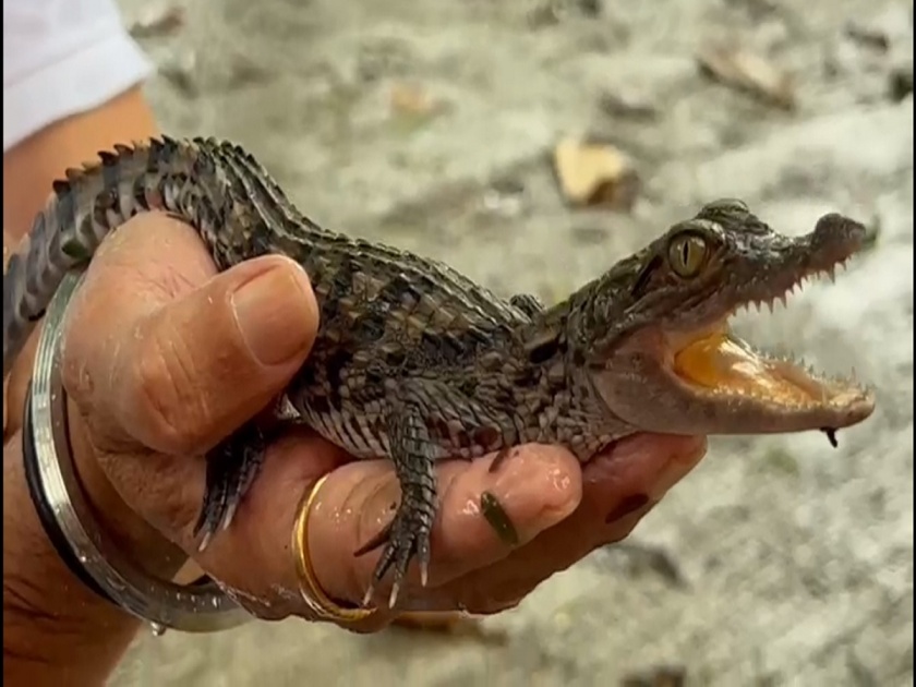 Baby crocodile found in drain; Rescued by snake friends | नाल्यात आढळले मगरीचे पिल्लू; सर्पमित्रांनी केले रेस्क्यू