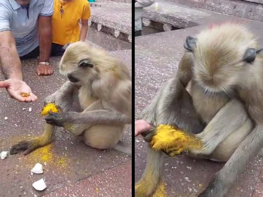Monkey nursed in Ghrishneshwar Temple, Pujari treated monkey injured in monkey fight | घृष्णेश्वर मंदिरात वानराची शुश्रूषा, वानराच्या भांडणात जखमी झालेल्या वानरावर पुजाऱ्यांनी केले उपचार