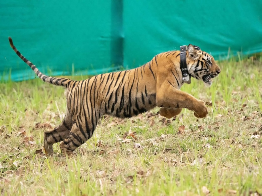 NT-3 tigress, released three days ago in Nagzira sanctuary, went astray | तीन दिवसांपूर्वी नागझिरा अभयारण्यात सोडलेली एनटी-३ वाघीण भरकटली