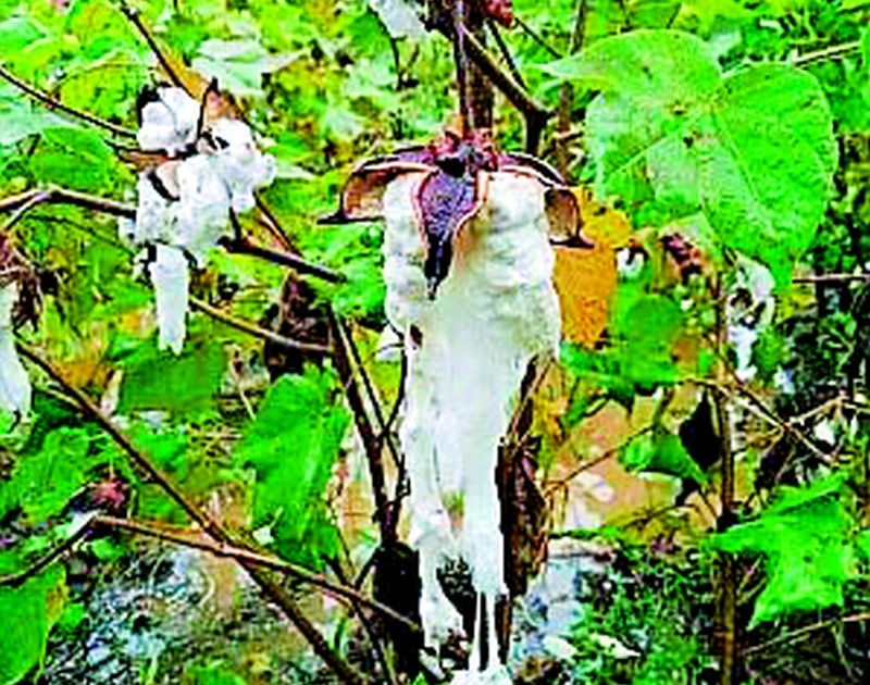 Cotton on 21,000 hectares in Warud | वरूडमधील २१ हजार हेक्टरवरील कपाशी बाद