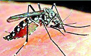 Four patients of dengue in Nandgaon taluka | नांदगाव तालुक्यात डेंग्यूचे चार रुग्ण