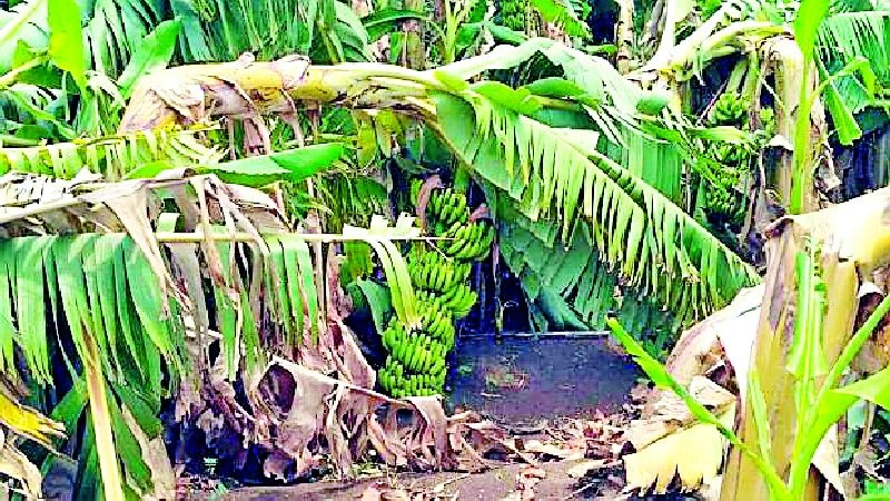 12 lakh bananas are made | १२ लाखांवर केळी करपली