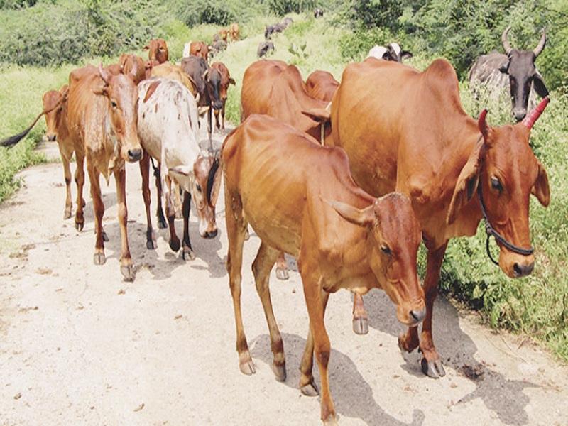 Livestock crisis in Nandgaon taluka | नांदगाव तालुक्यात पशुधन संकटात