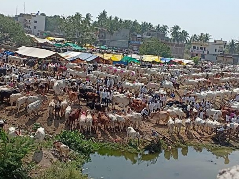 Animal prices plummeted in Nekanur market | नेकनूर येथील बाजारात जनावरांचे भाव कोसळले