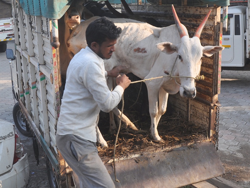 30 cattles in beed police station | बीडमध्ये कत्तलखान्याकडे जाणारी ३० जनावरे पोलीस ठाण्यात