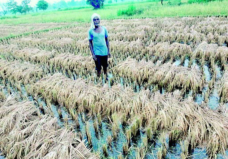 There is no plan to buy black and pakhar paddy in the district | जिल्ह्यात काळे, पाखर धान खरेदी करण्याची योजनाच नाही