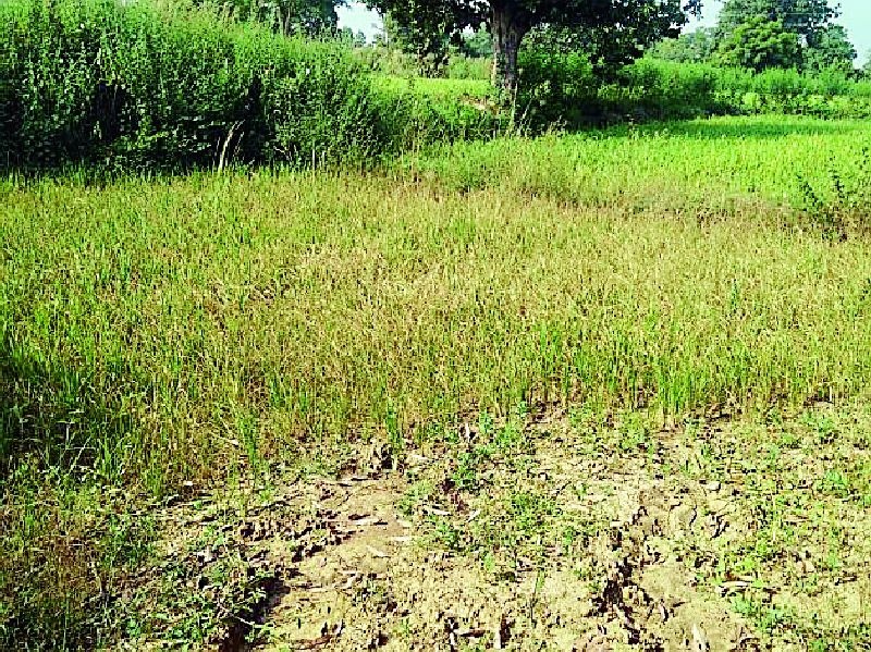 Destroyed paddy in Sakoli taluka | साकोली तालुक्यातील धानपीक उद्ध्वस्त